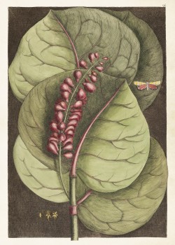 Poster 50x70 cm Coccoloba